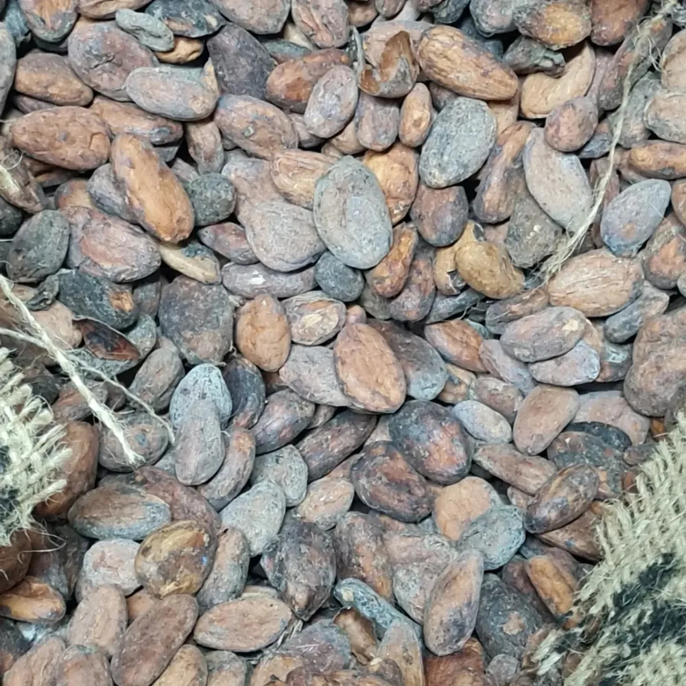 Fèves de cacao brutes
